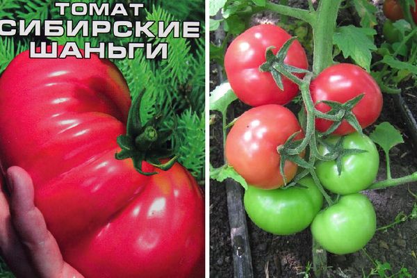 Томат сибирские шаньги: характеристика и описание среднераннего сорта с фото