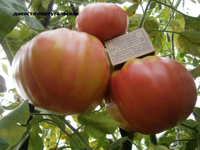 Томат дакоста португальская: описание сорта, отзывы (10), фото | tomatland.ru