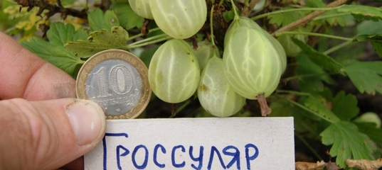 Крыжовник гроссуляр описание. сорта крыжовника, их характеристики и особенности. описание сорта «малахит»