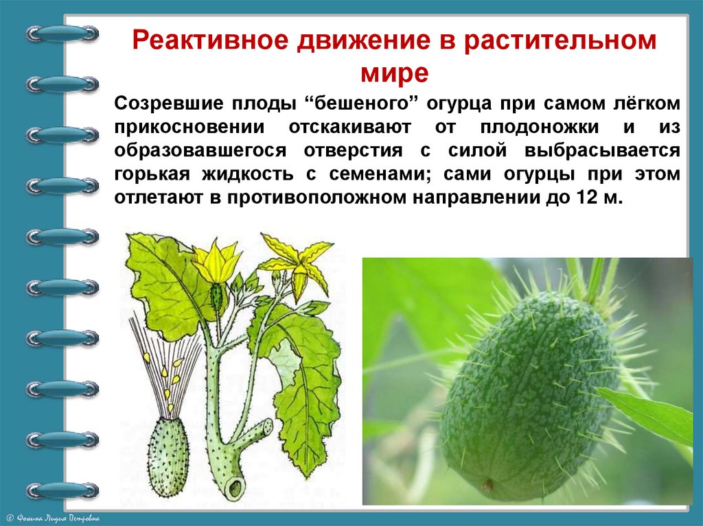 Как вырастить лобелию из семян без хлопот