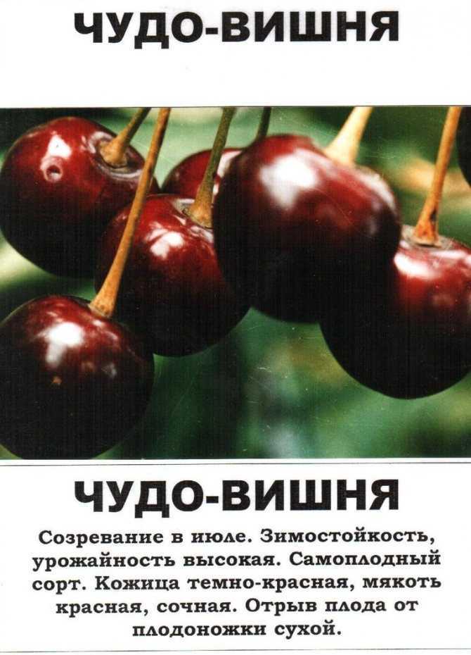 Темноплодный сорт от Сибирского сада Посмотрите какой он интересный Мякоть темно-вишневая, насыщенная, вкусная Семена можно купить в обычном садовом магазине