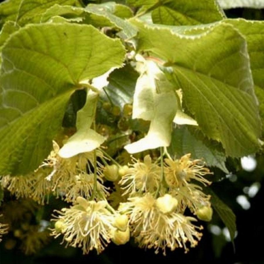Липа низкорослая сорта для дачи