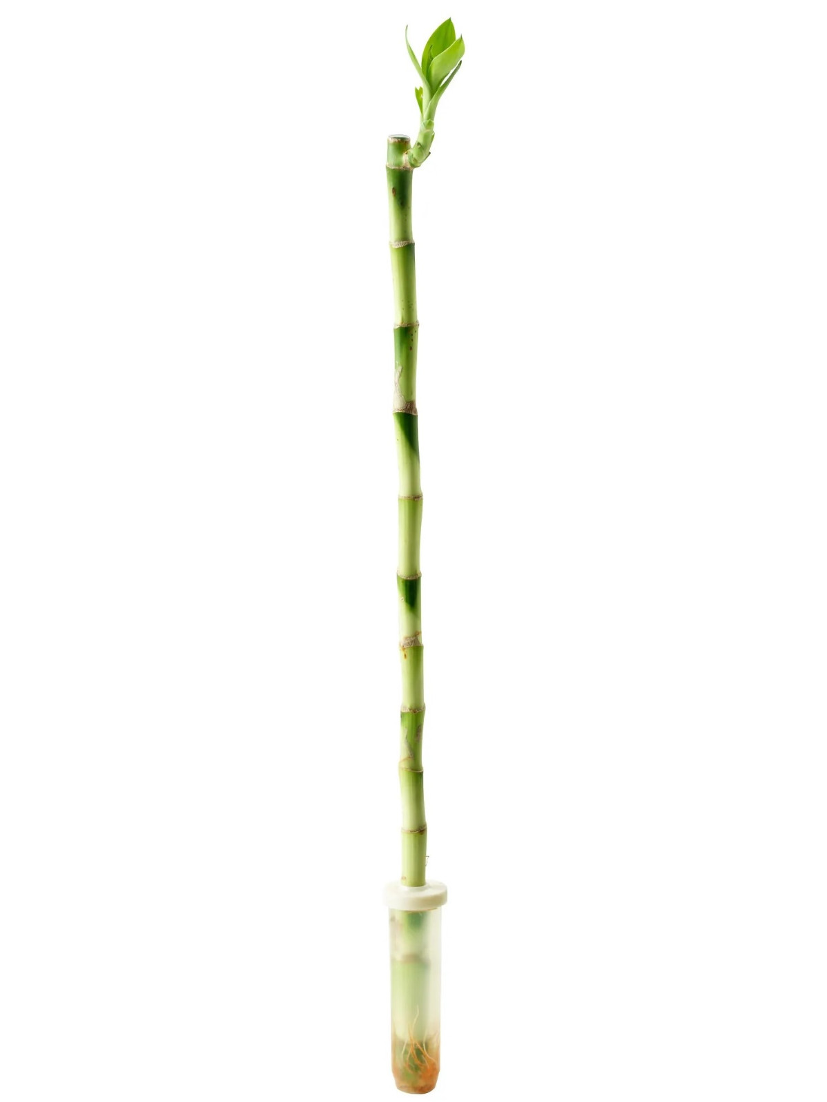 How do you grow dracaena cinnabari?