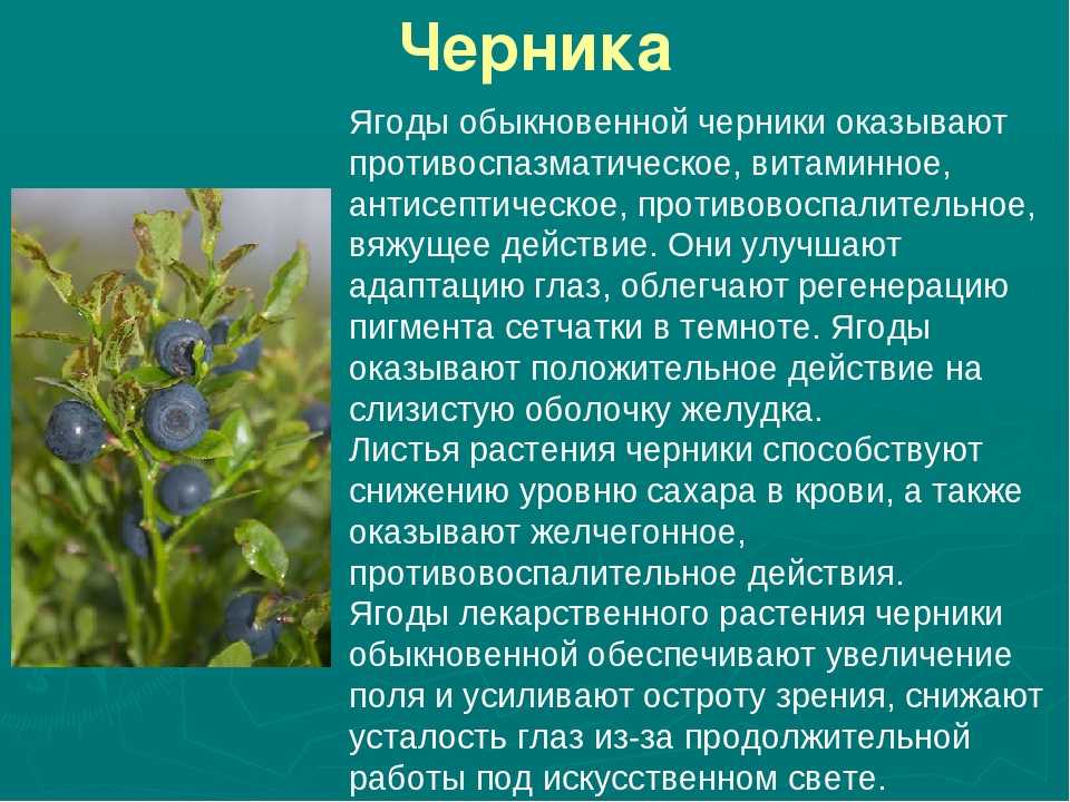 Растения пензенской области: черника