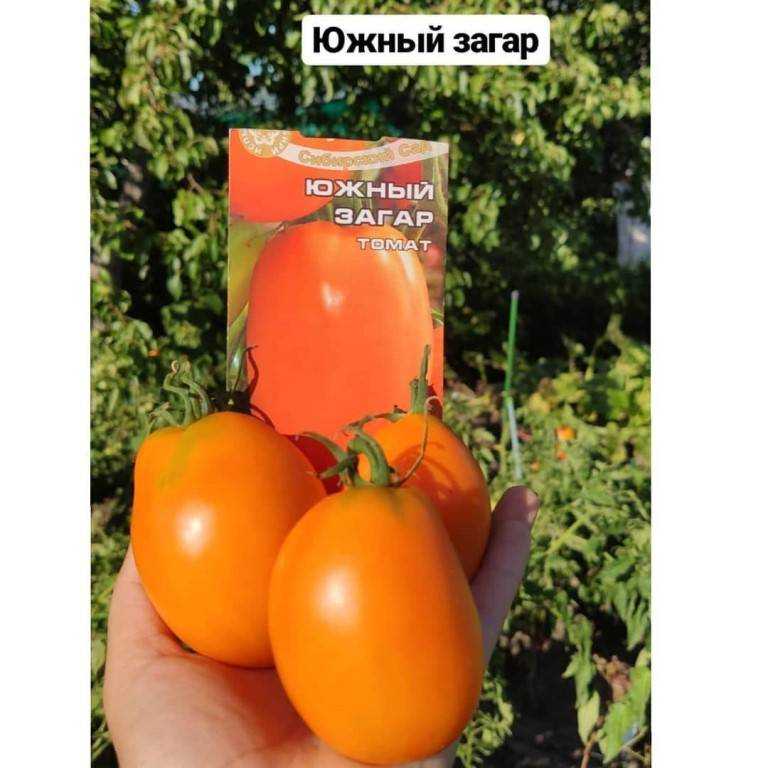 Томат южный загар: характеристика и описание не гибридного сорта с фото