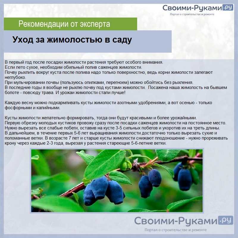 Жимолость сорта гжелка: описание, посадка и уход, отзывы