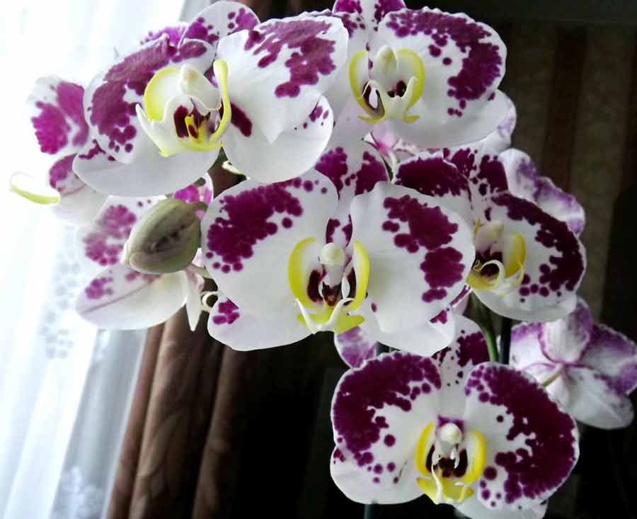 Фаленопсис гигантский (phalaenopsis gigantea) — описание, выращивание, фото