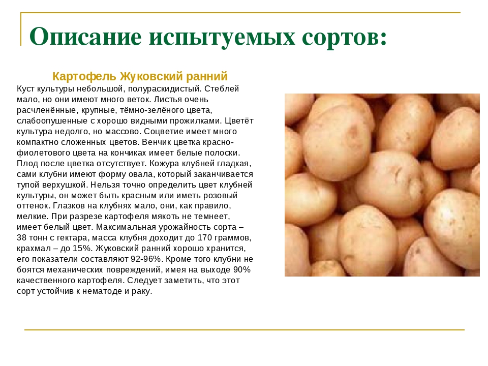 Сорта картофеля - описание, фото, характеристика