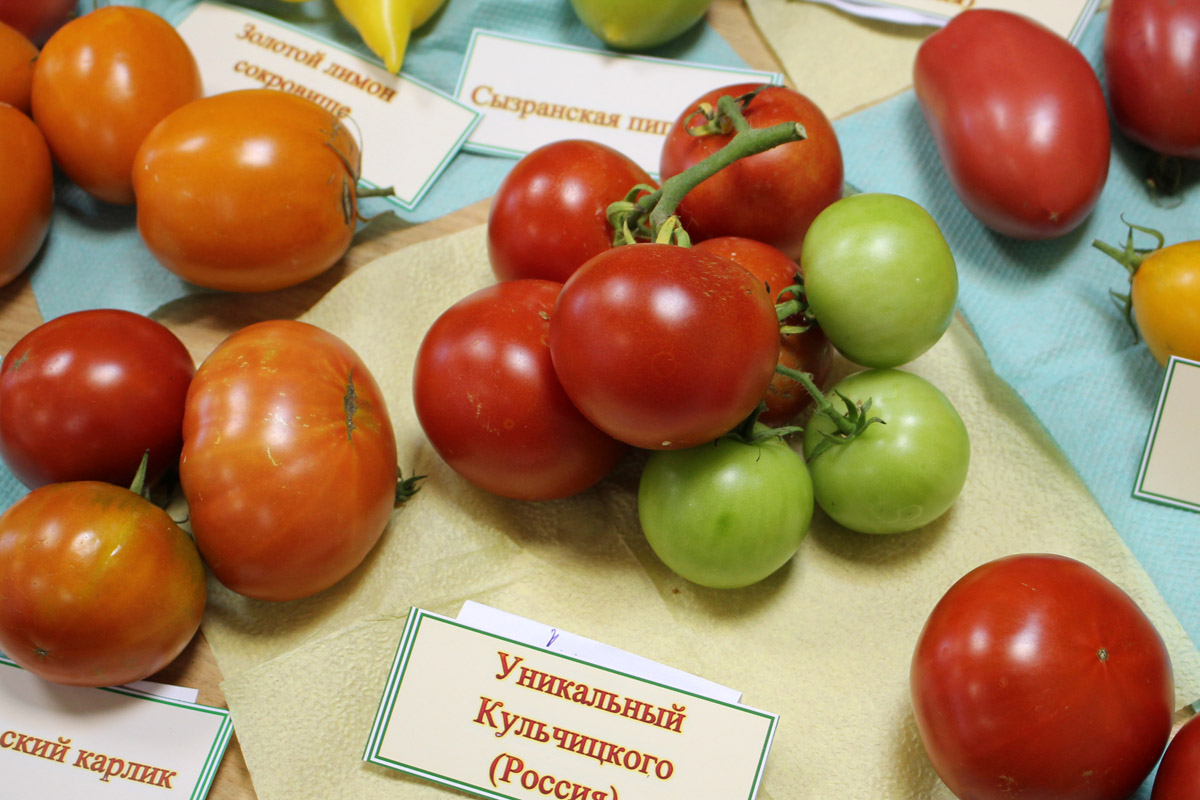 Томат уникальный кульчицкого характеристика и описание сорта