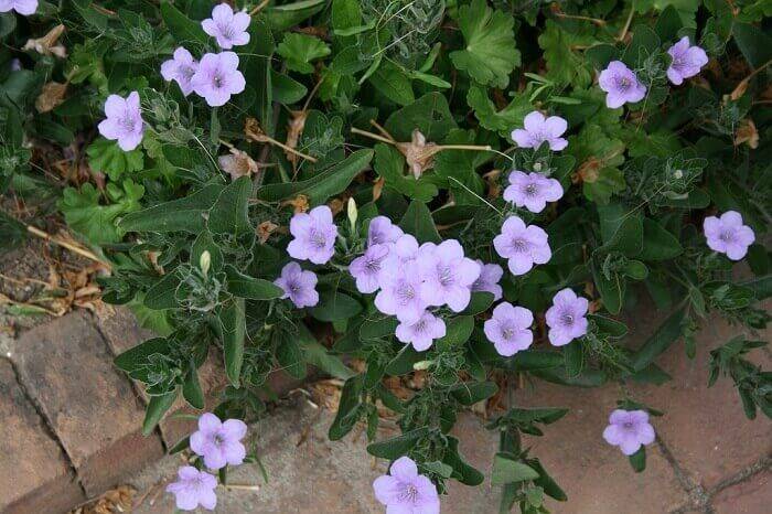 Mexican petunia: learn ruellia brittoniana growing and care