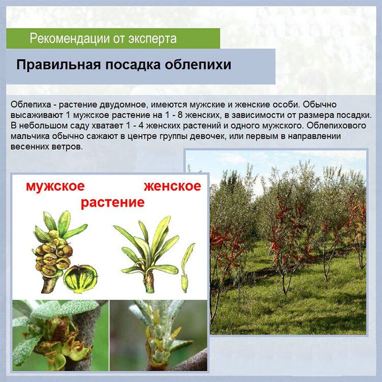 Облепиха любимая