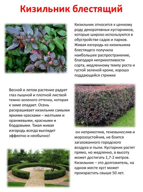 Кизильник в ландшафтном дизайне: описание, виды, посадка, уход