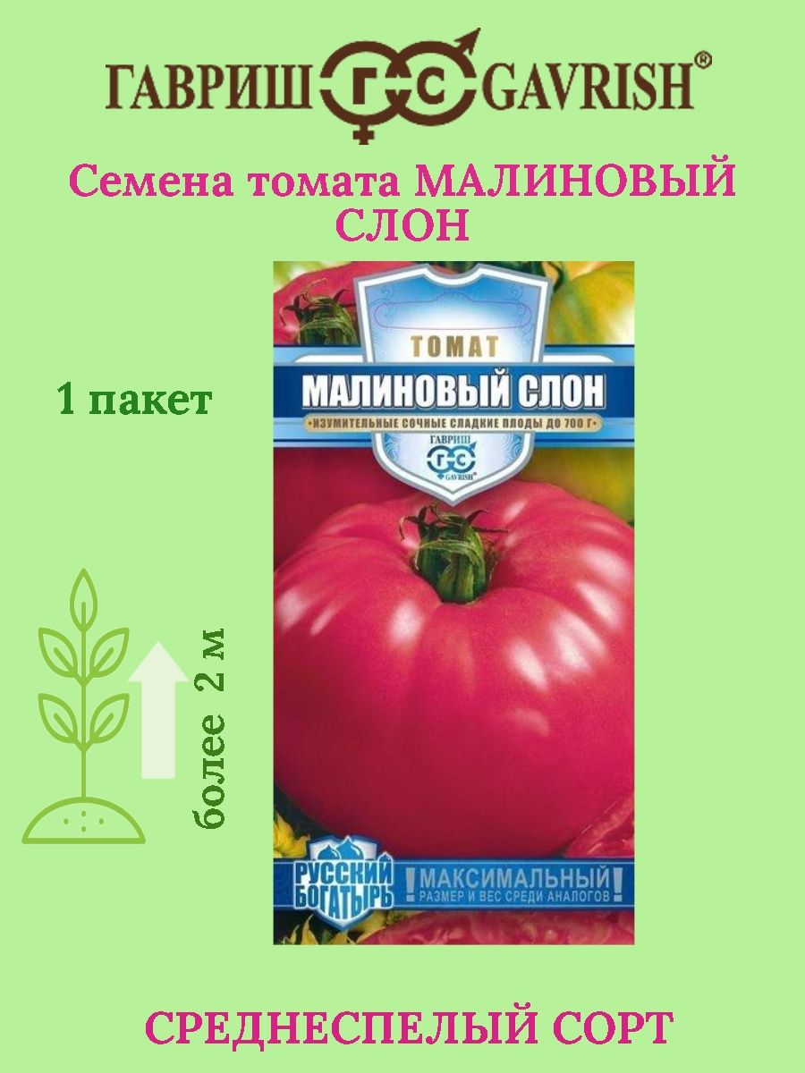 Малиновый слон: один из лучших салатных помидоров для тепличного выращивания