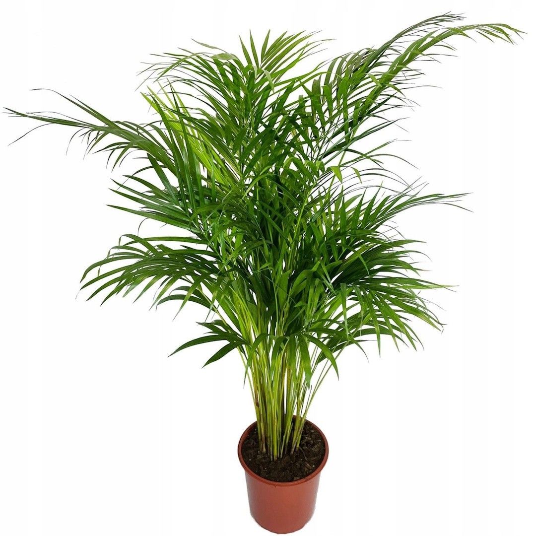Хризалидокарпус (chrysalidocarpus). правила ухода, выращивания и пересадки.