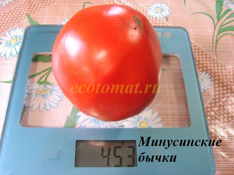 Минусинские помидоры: описание и характеристика сортов