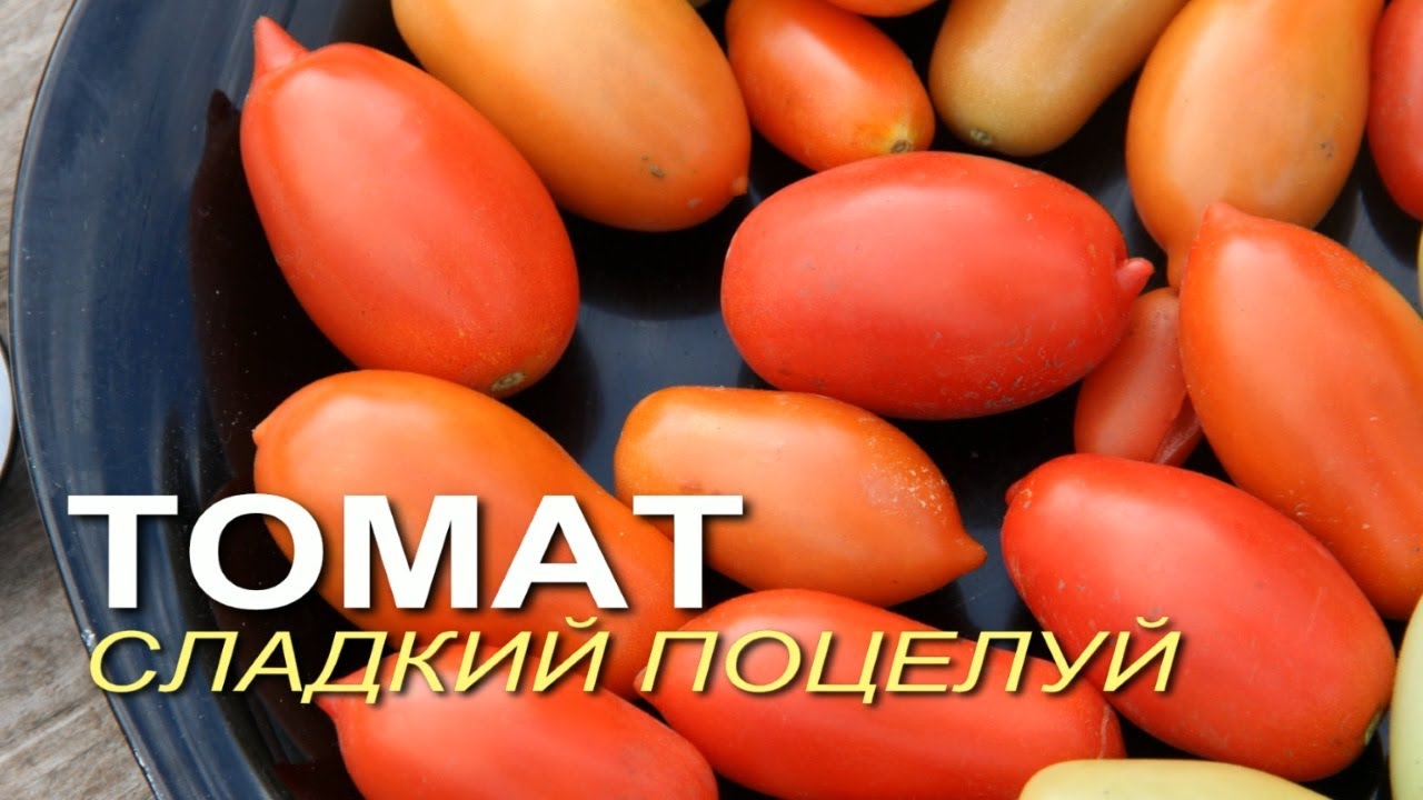 Томат поцелуй: описание раннего сорта помидоров черри, достоинства и недостатки новинки
