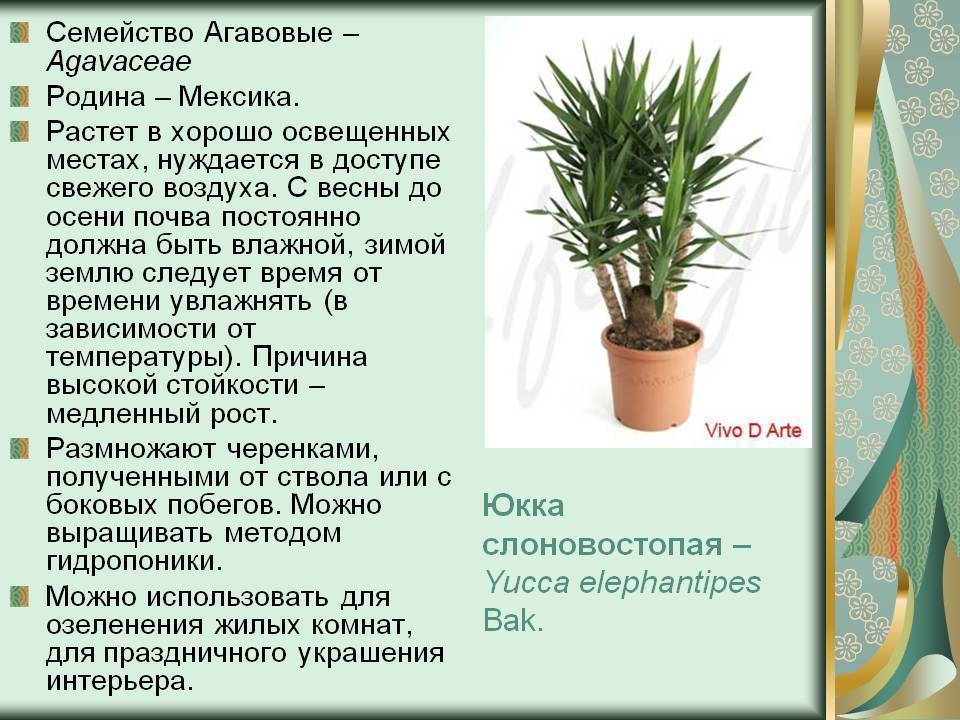 Юкка в саду: когда начинает цвести, посадка и уход в открытом грунте