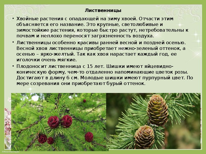 Лиственница европейская (larix decidua): описание, выращивание