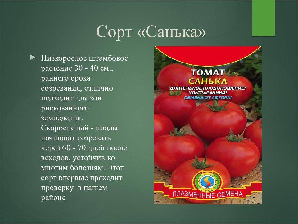 Томат рейсетомейт: характеристика и описание сорта, отзывы, фото, урожайность