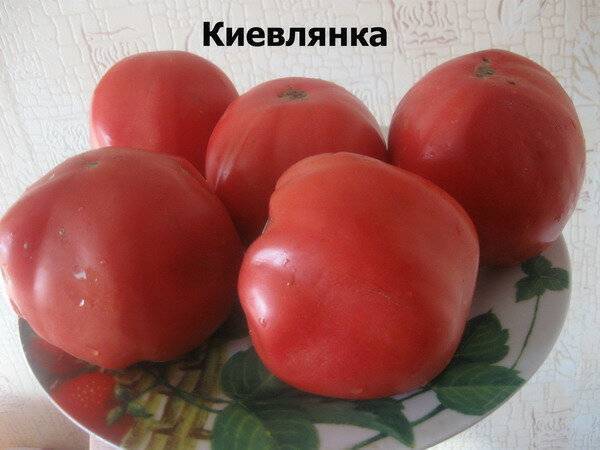 Томат киевлянка: характеристика и описание индетерминантного сорта с фото
