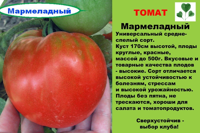 Выращиваем томат «медовый гигант»: характеристики и описание сорта