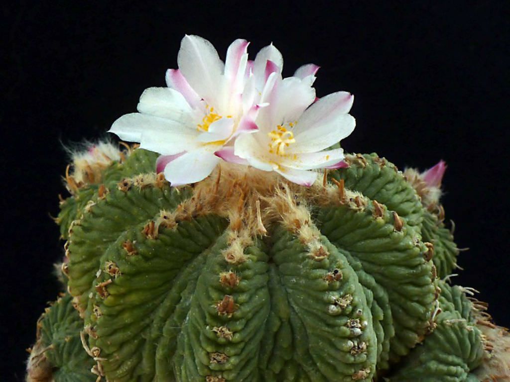 Артроцереус (arthrocereus) — описание, выращивание, фото