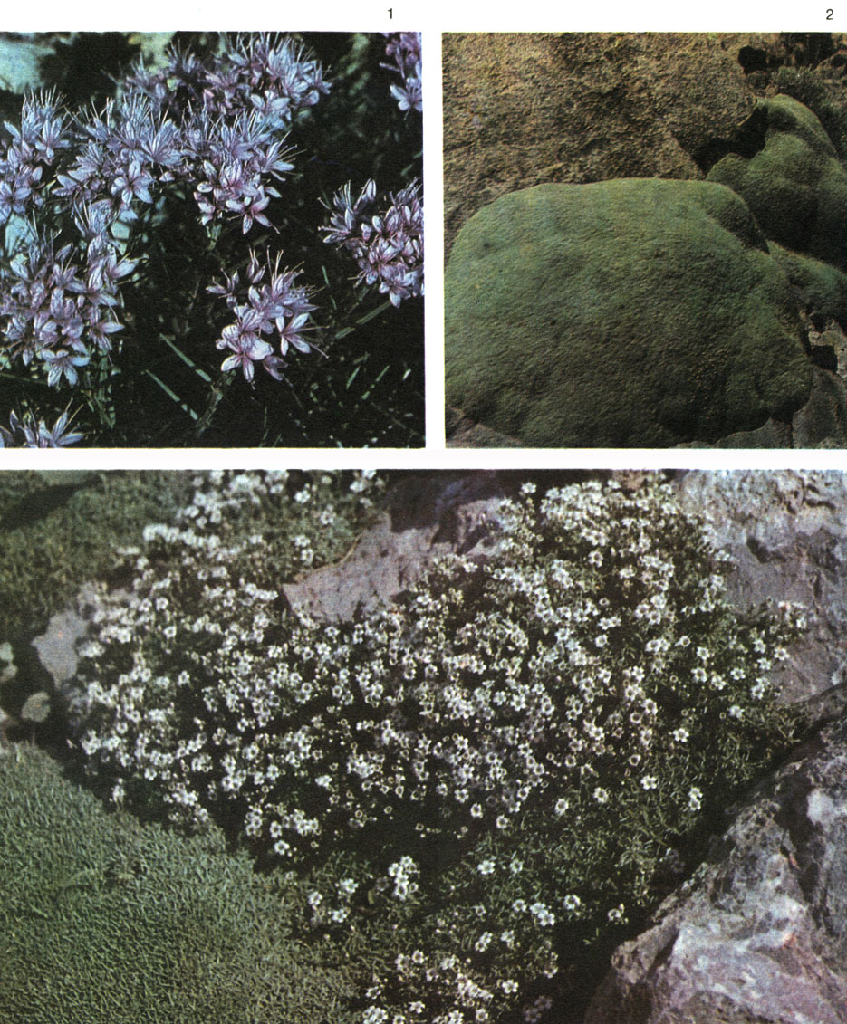 Бергерантус - bergeranthus, уход, размножение, болезни и вредители