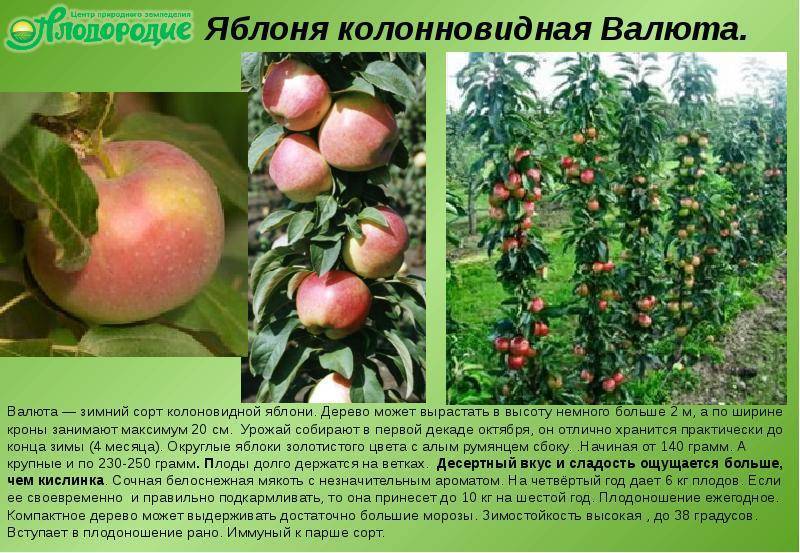 Ранние сорта яблонь: какие самые лучшие скороспелые деревья, а также их фото и описание