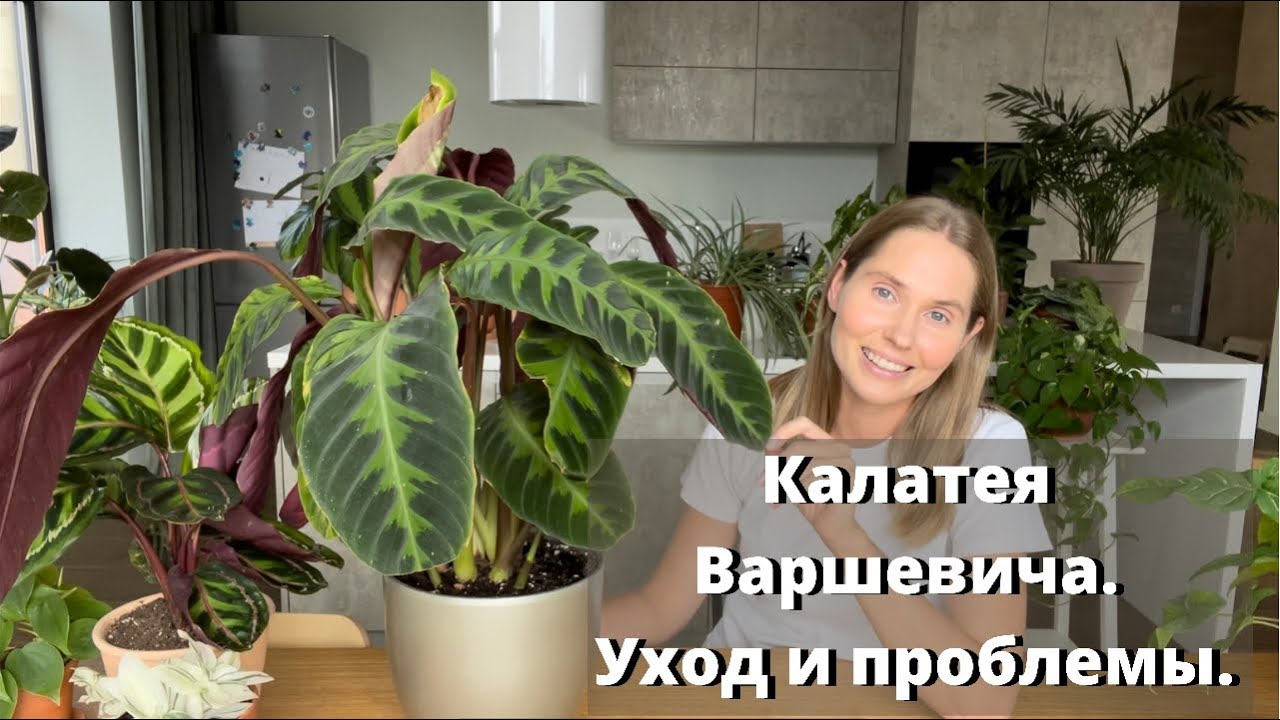 Калатея микс уход в домашних условиях фото