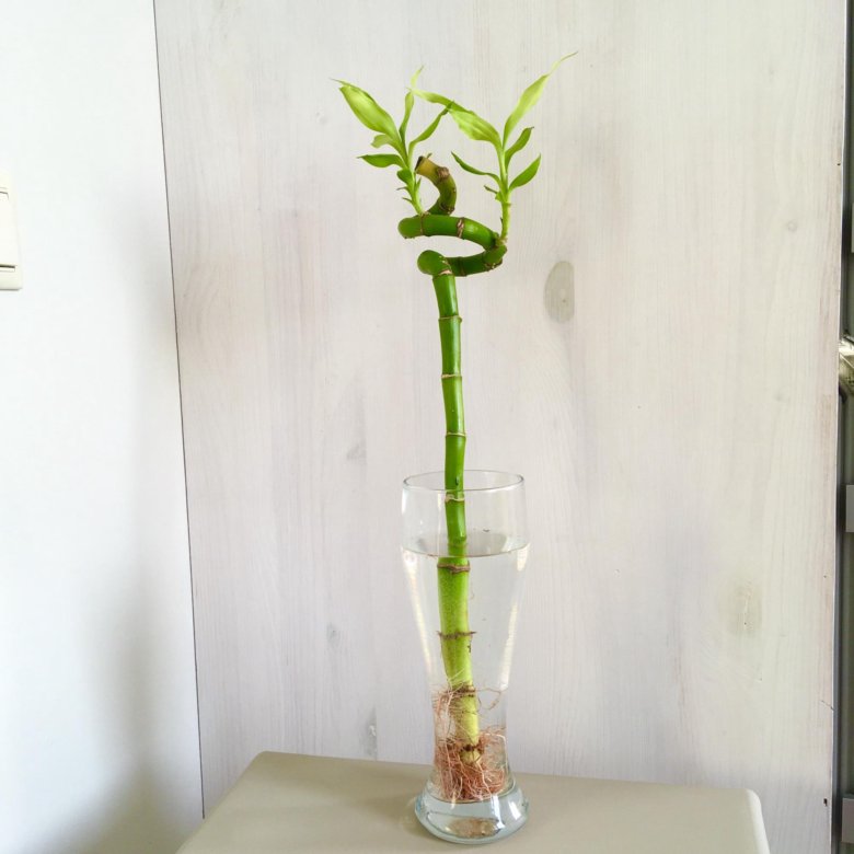 How do you grow dracaena cinnabari?