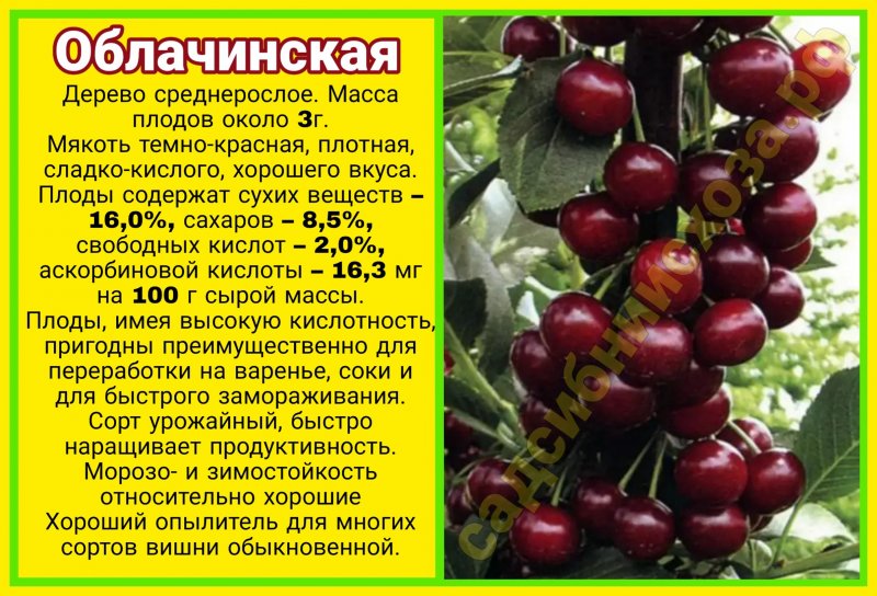 Вишня облачинская описание сорта - у дачки