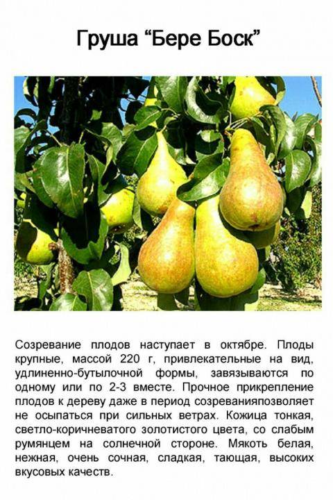 Груша вильямс руж дельбара (вильямс красный): описание и характеристики сорта, особенности посадки и ухода, достоинства и недостатки