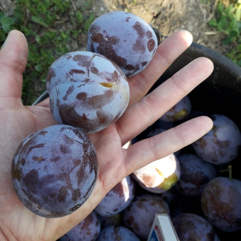 Слива кабардинка: описание и характеристики сорта, посадка и уход, отзывы с фото