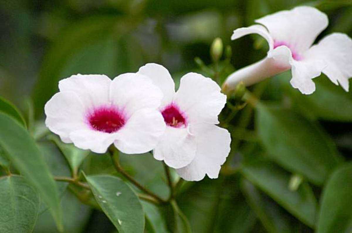Pandorea pandorana | online flower garden