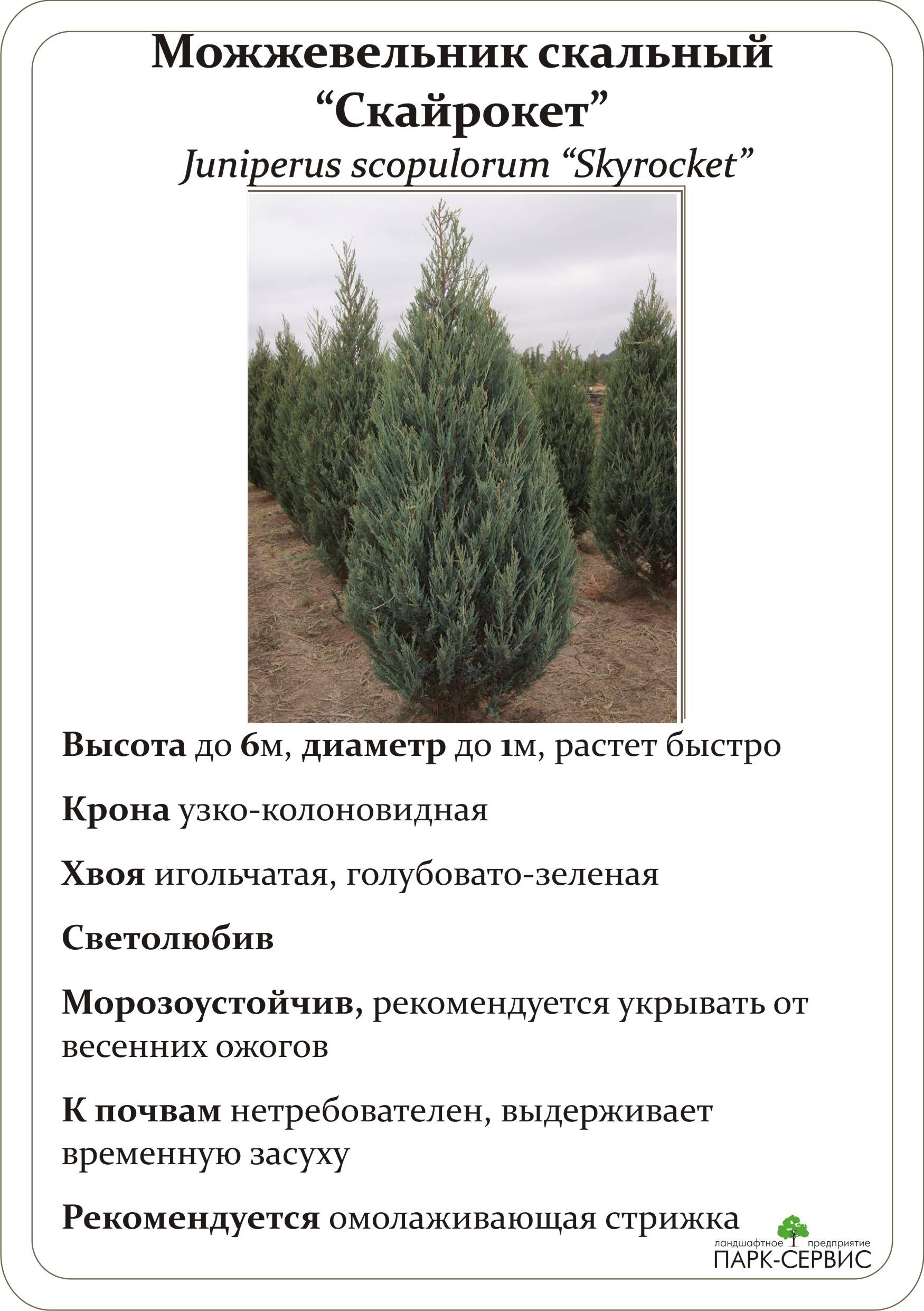 Можжевельник: посадка и уход в открытом грунте, пересадка, размножение, фото