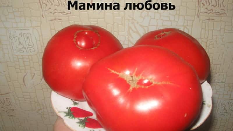 Томат мамина любовь: описание сорта, отзывы, фото