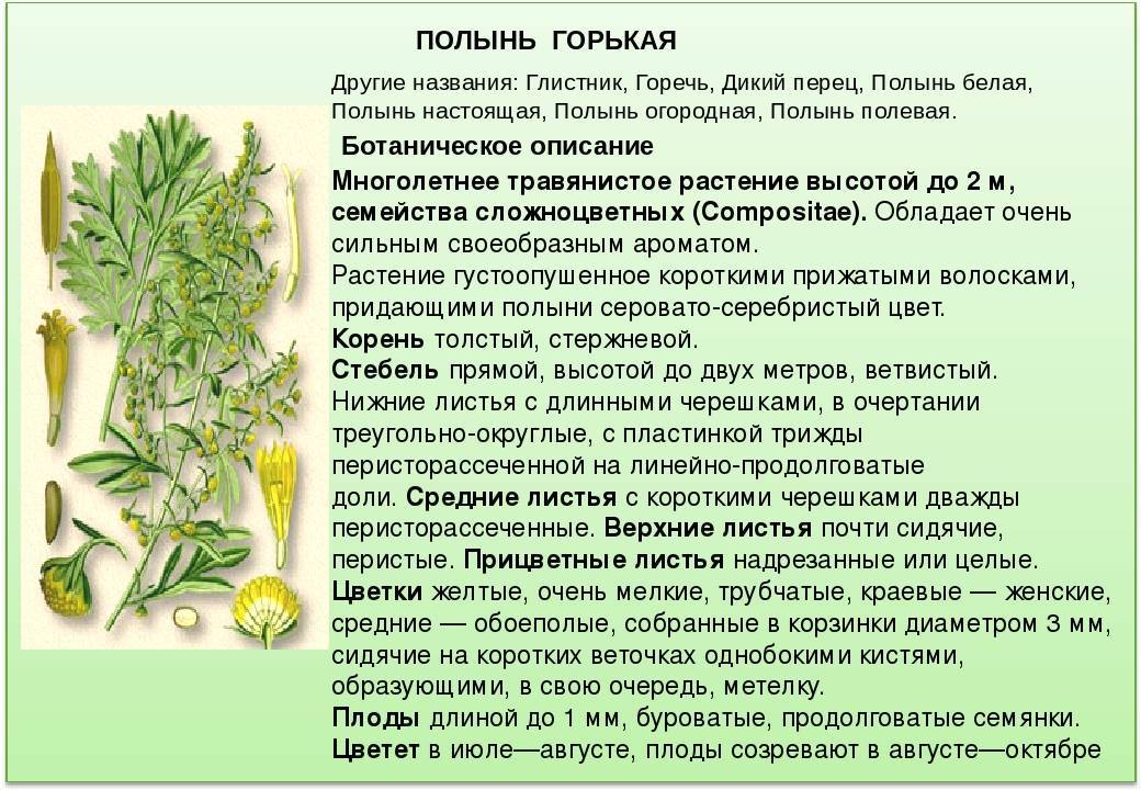 Полынь