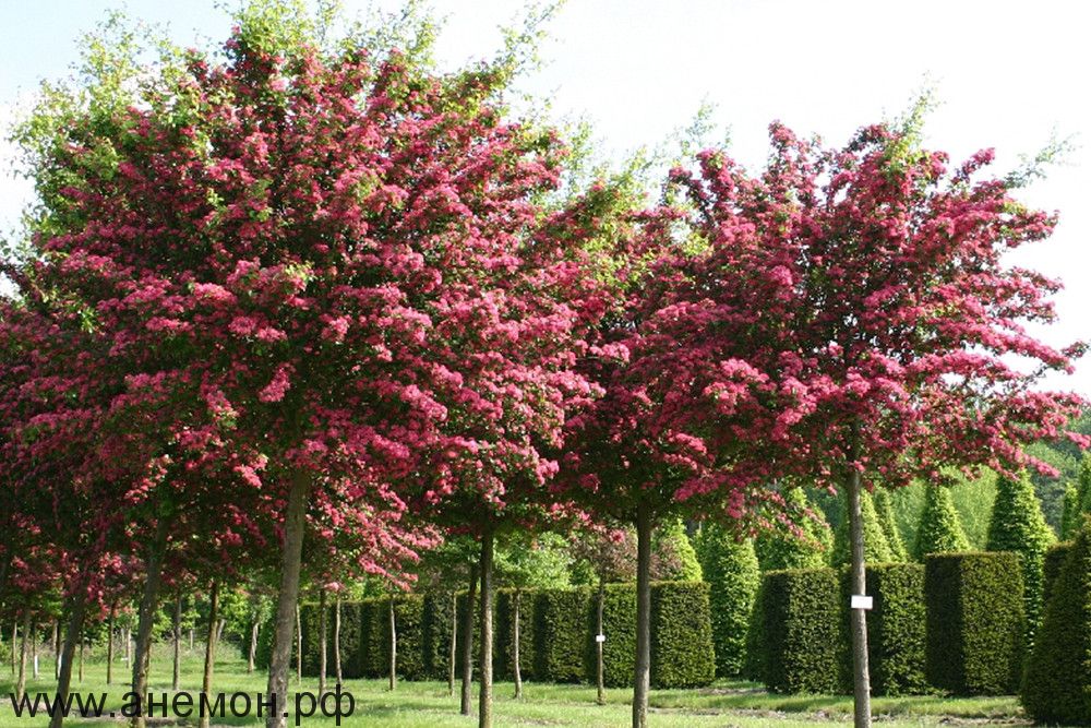 Растение боярышник (crataegus) и его выращивание в открытом грунте - домсадовника