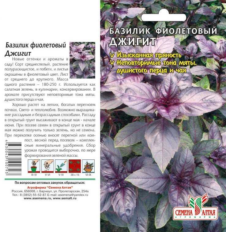 Базилик душистый - описание, польза и вред, применение в кулинарии