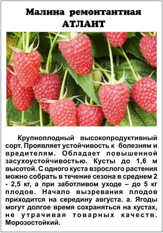 Малина несравненная описание сорта фото отзывы