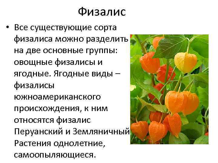 Физалис: выращивание и уход, сорта, полезные свойства, описание