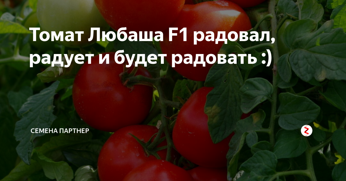 Cорт томата любаша - фото, описание и отзывы | всё о сотках