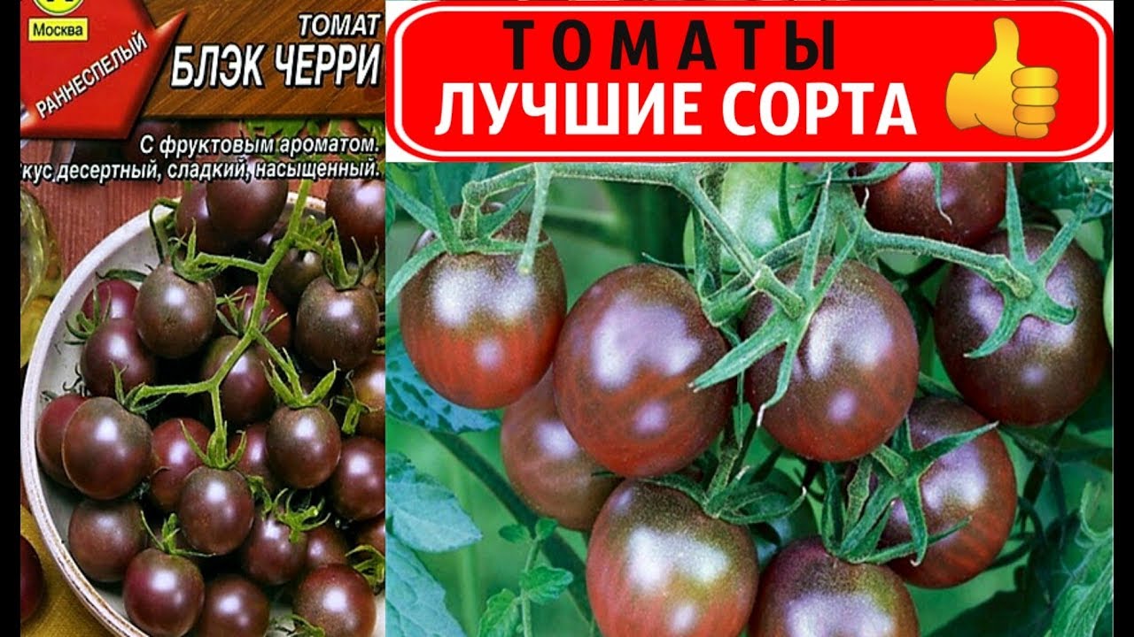 Томат черный принц: отзывы, описание, характеристика, фото,