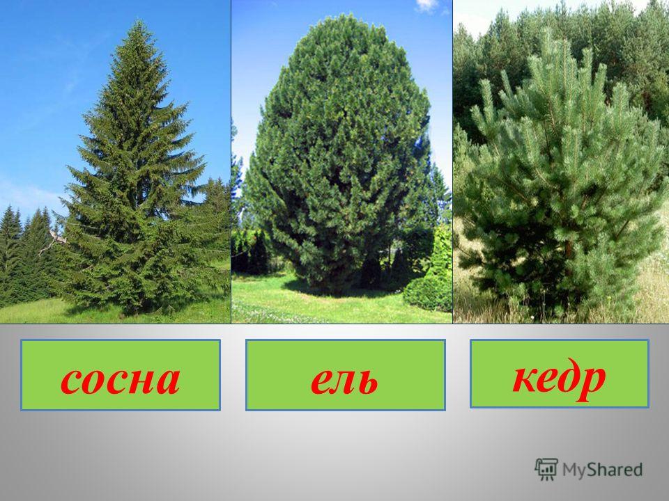 Кедр корейский суланж выращивание из семян - у дачки