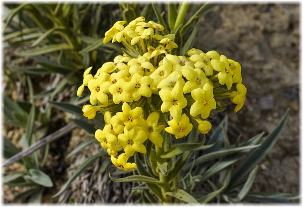 Арнебия лат arnebia род травянистых растений семейства бурачниковые boraginaceae близкий роду воловик anchusa arnebia hi
