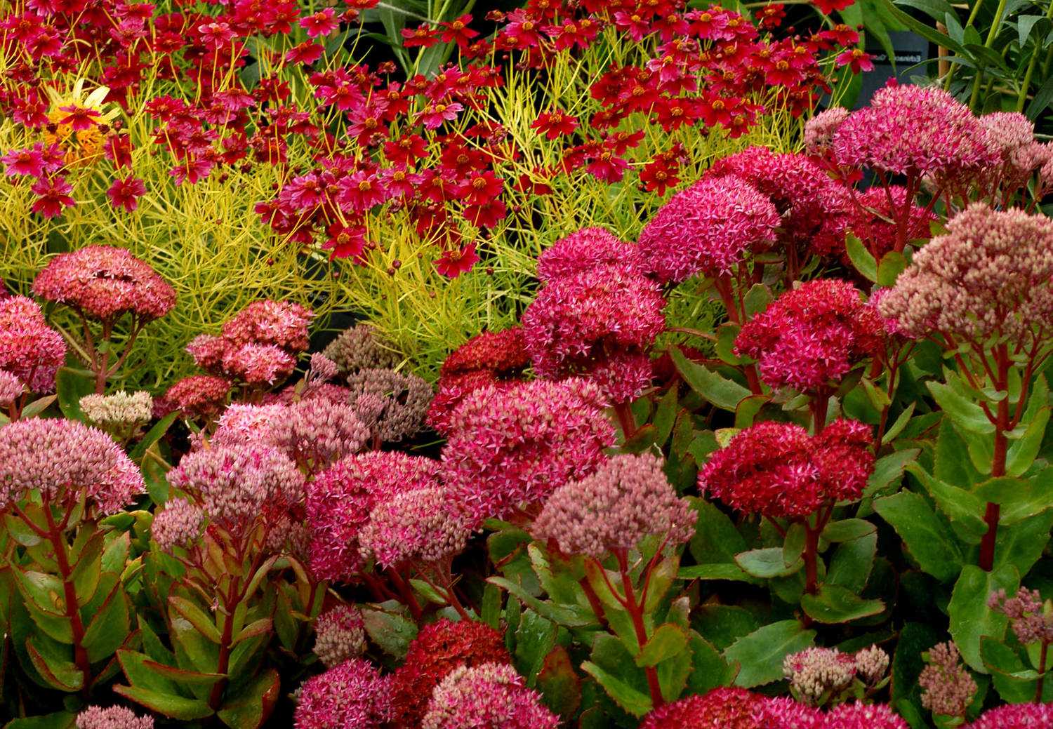 Sedum makinoi limelight - the complete beginners guide to - greenkosh