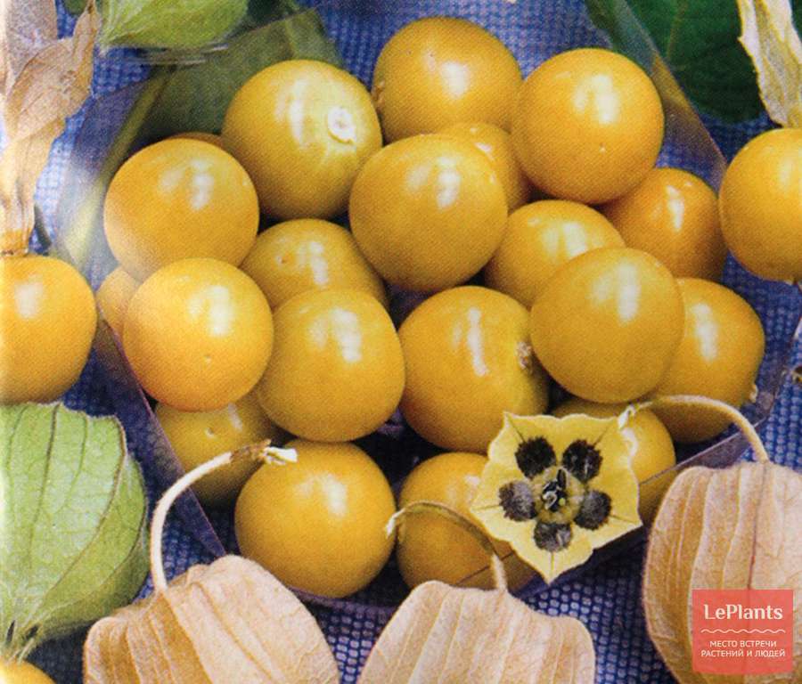 Лучшие сорта съедобного ягодного и овощного физалиса: самые вкусные и крупные