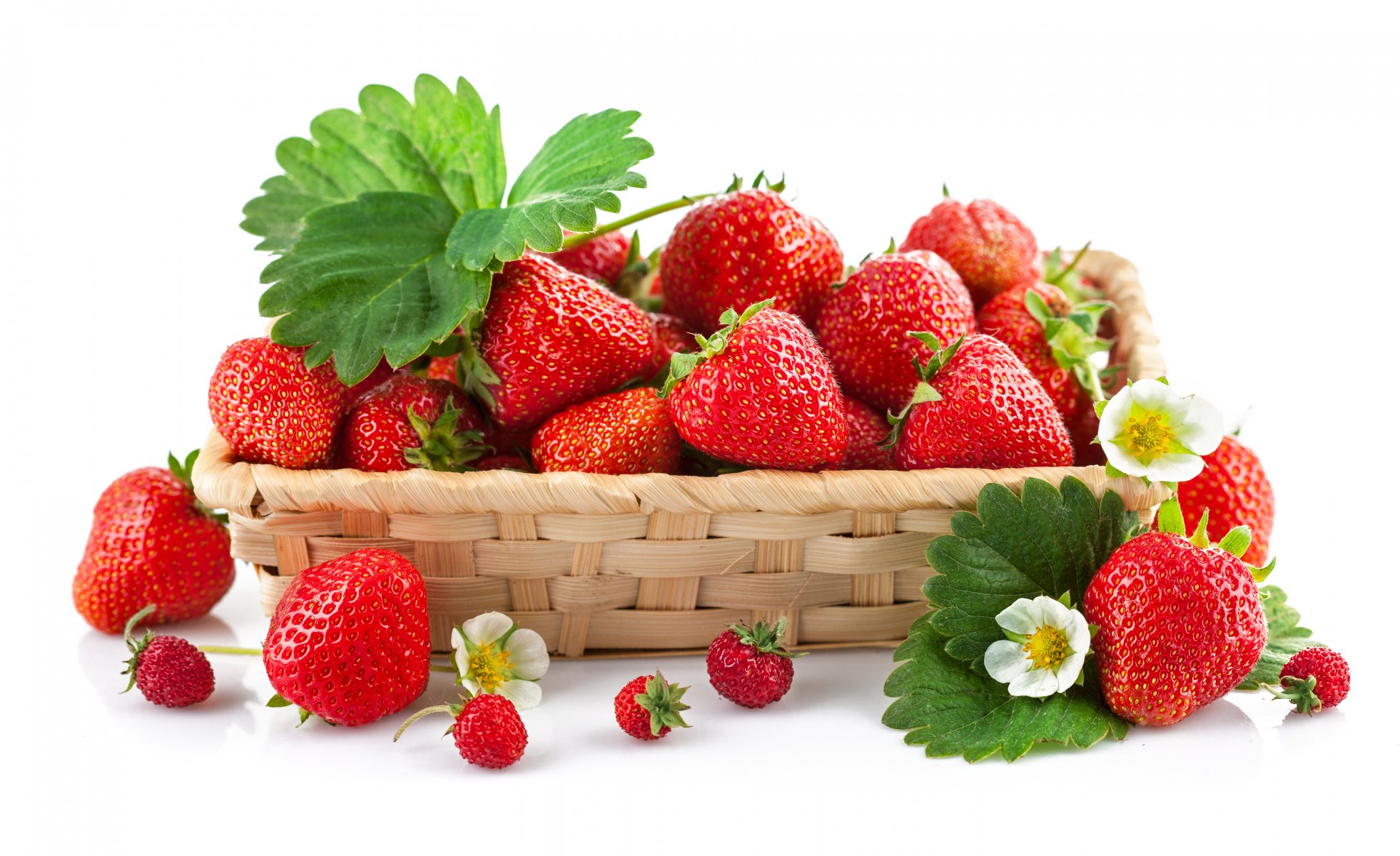 Земляника лесная — fragaria vesca l