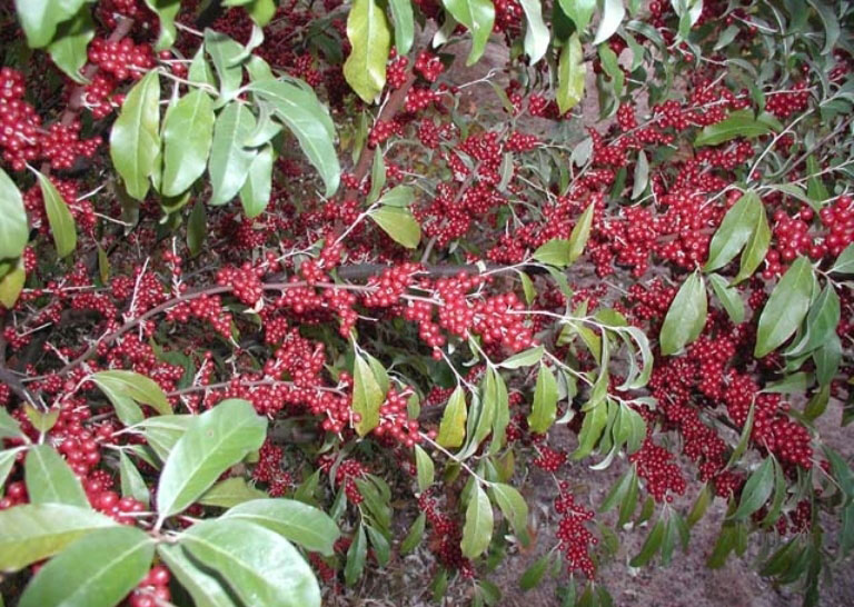 Лох (elaeagnus) — описание, выращивание, фото