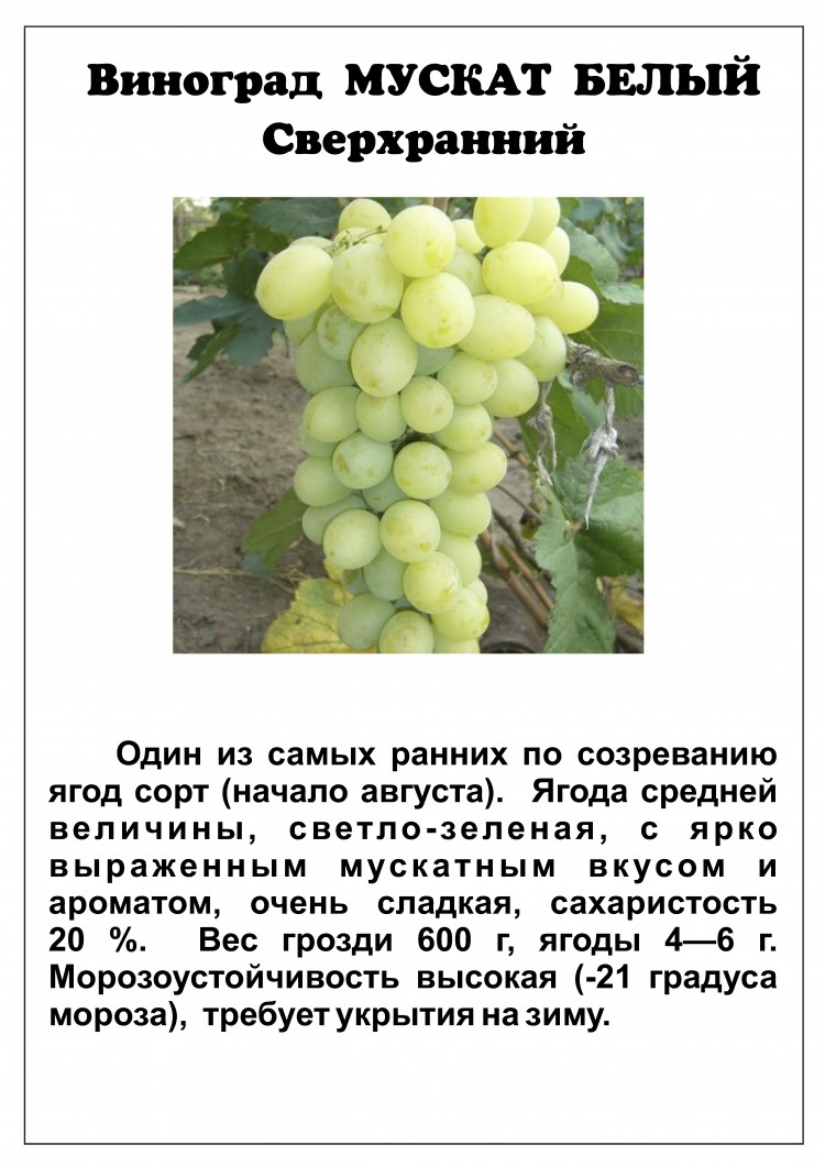 Лучшие винные (технические) сорта винограда: описания, характеристики и фото